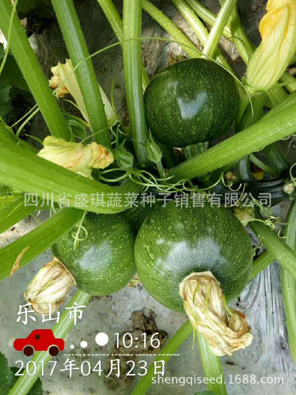 南瓜种子 厂家批发南瓜种子 蔬菜种子 高产南瓜种子示例图5