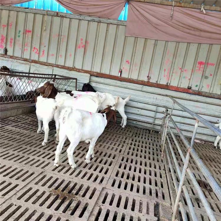 波尔山羊现场验货 大量供应波尔山羊小羊苗 大量出售波尔山羊小羊苗 现代 量大价优