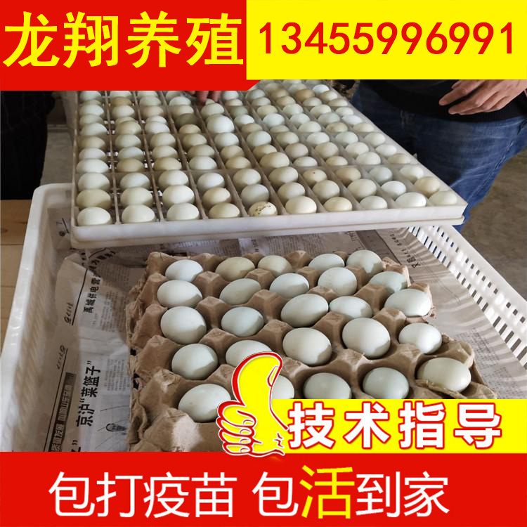 纯种五黑母苗价格 绿壳蛋鸡苗价格 五黑种蛋批发 龙翔 笨鸡鸡苗出售示例图9