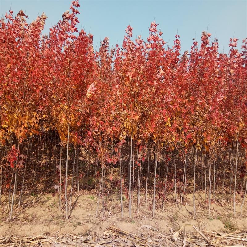 农户自销营养钵红枫  1至12公分美国红枫树价格  秋火焰红枫  迎春图片