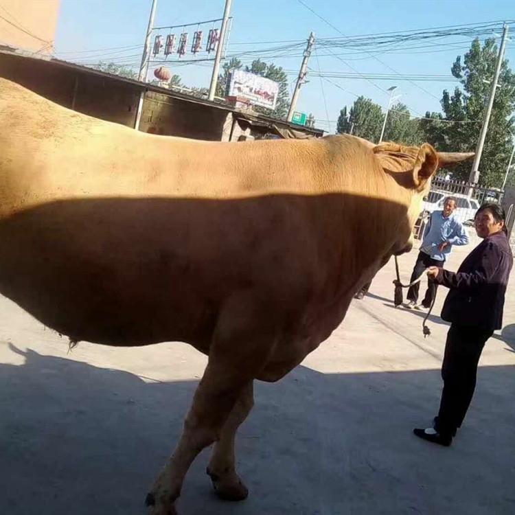 西门塔尔牛养殖视频挑选 西门塔尔小牛母牛犊出售 通凯 四川牛犊示例图7