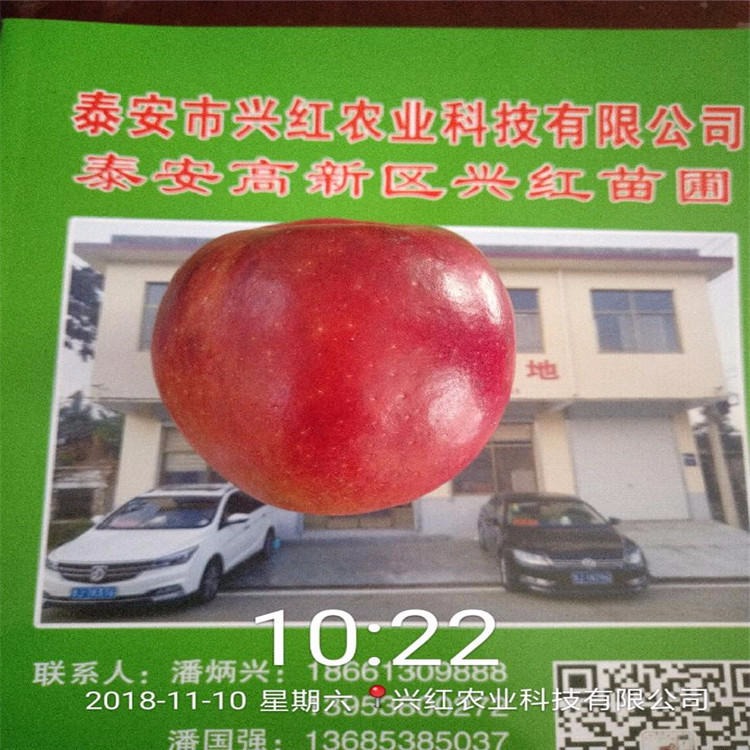 鲁霞苹果苗 矮化苹果树苗 供应红肉苹果苗 苹果苗出售