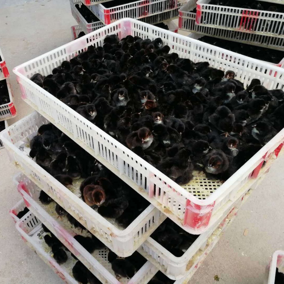黑鸡苗供应 绿壳蛋鸡  绿壳黑鸡苗厂家 绿壳鸡苗价格图片