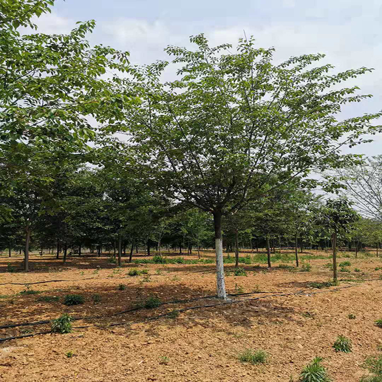 高干吉野樱花乔木种植 供应14公分 日本樱花  染井吉野樱花苗批发 万青园林