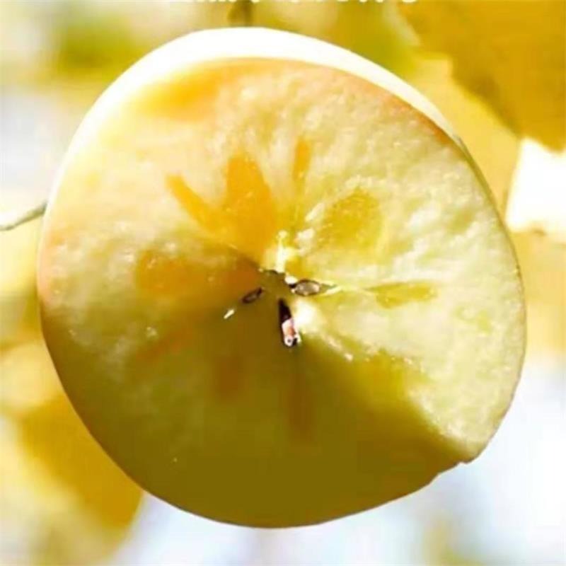 山东基地出售适合南北方种植的晚熟品种维纳斯黄金苹果兴圣农业保证成活率 新品种苹果树苗