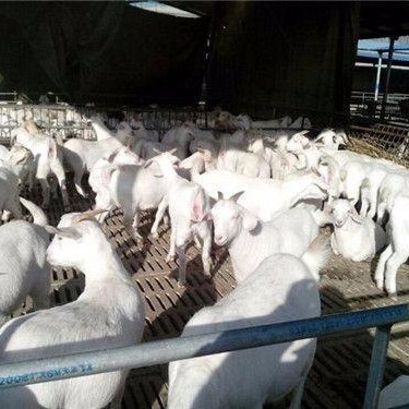 白山羊养殖 白山羊价格 龙翔 白山羊羊羔批发 白山羊苗价格