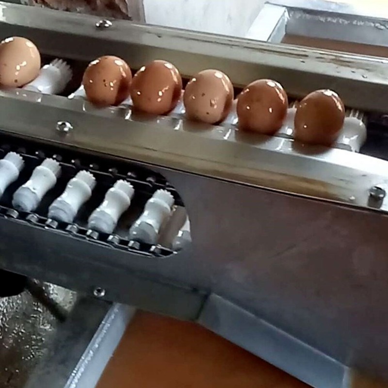 绿色山鸡蛋自动清洗机 鸡蛋鸭蛋泥蛋清洗机喷码烘干一体机