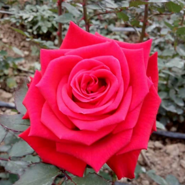 墨攻玫瑰价格 大马士革玫瑰长期销售 金边玫瑰花卉基地