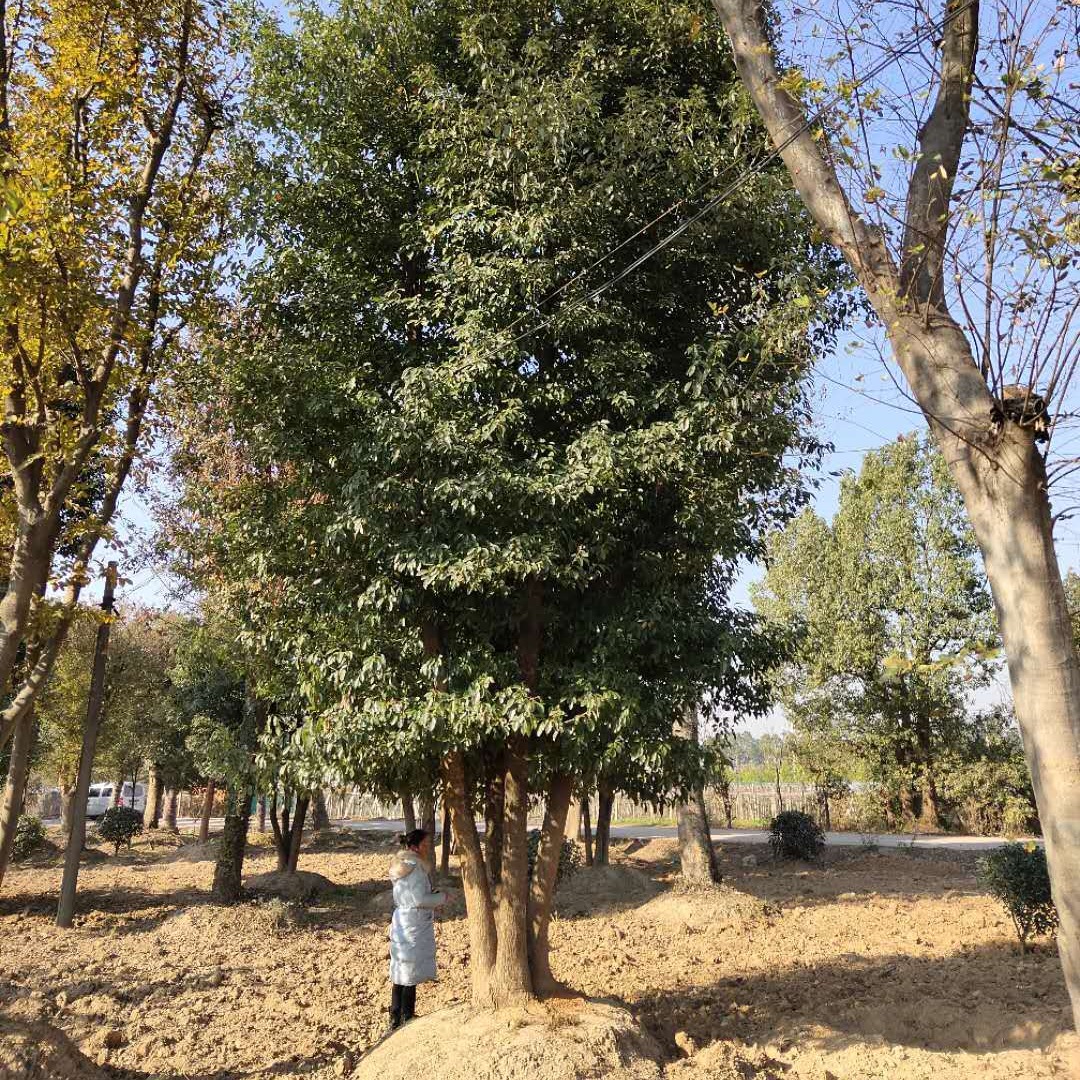 上海丛生香樟 园林应用 千喜苗木批发很多规格香樟 现号现挖图片