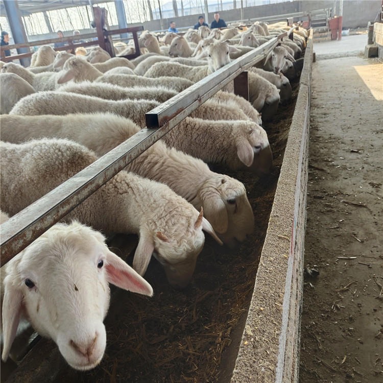 4个月纯种小尾寒羊羊羔 龙翔 小尾寒羊种羊 高产纯种小尾寒羊母羊图片