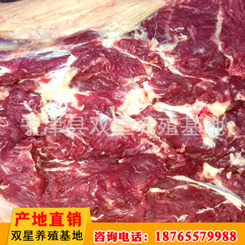 厂家直销 蒙古进口新鲜马肉营养价值高 养殖基地批发 欢迎选购示例图3