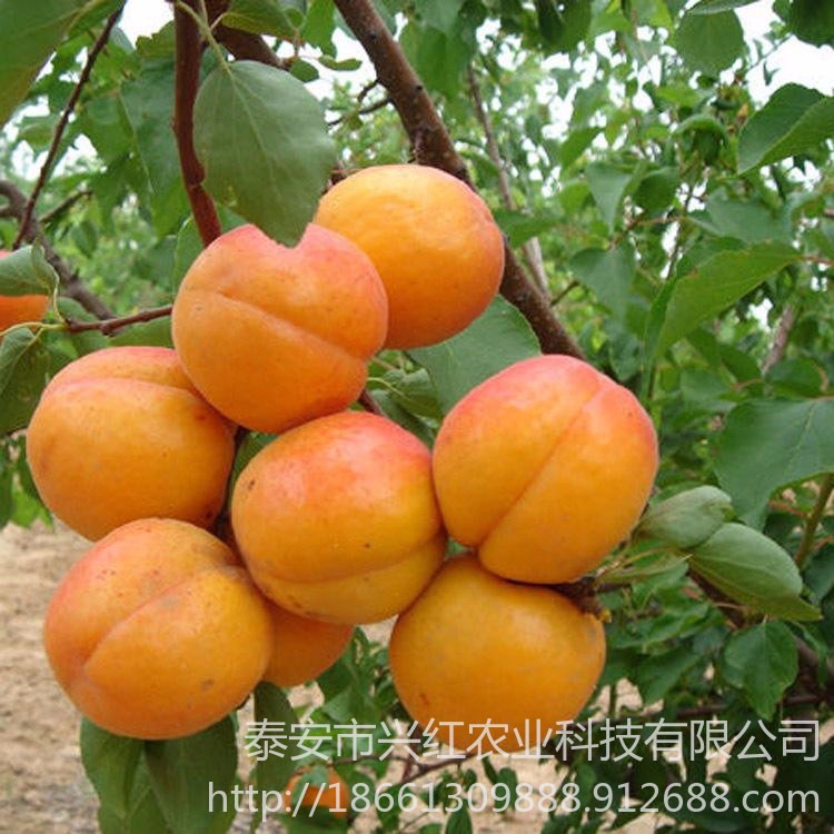当年杏苗价格 丰园红杏苗价格 珍珠油杏 丰园红杏 凯特杏树苗种植基地