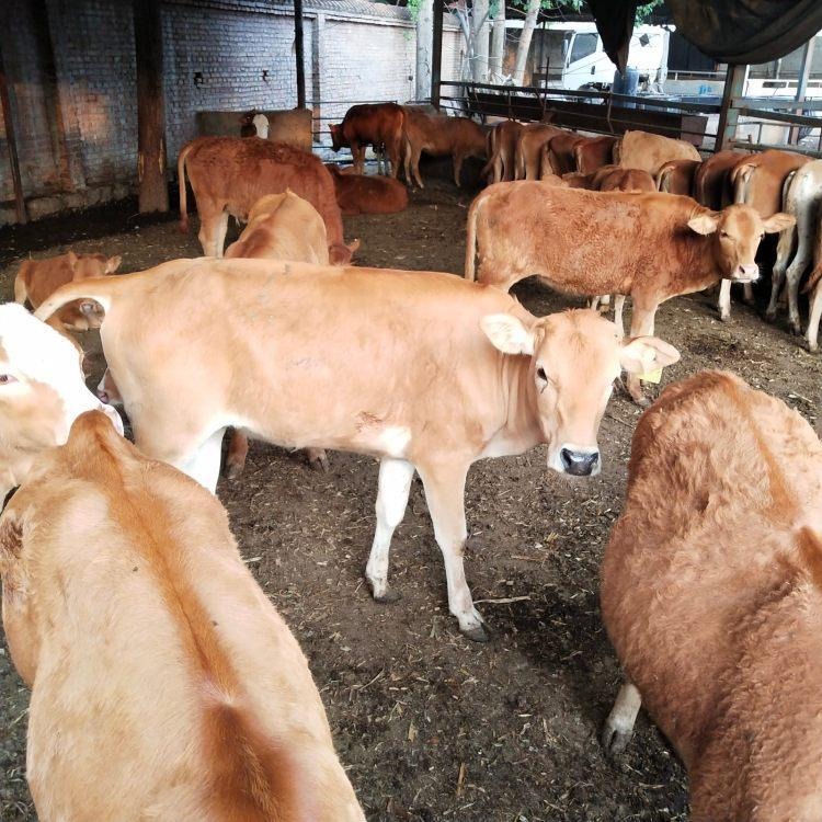 鲁西黄牛种牛-种牛犊价格-鲁西黄牛-小牛苗价格-小黄牛-龙翔牧业图片