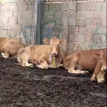 6个月的小黄牛犊 天津西门塔尔牛价格 通凯养殖 西门塔尔牛肉牛养殖场图片