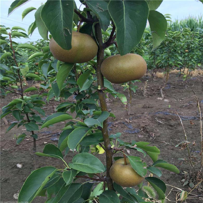 上海七月酥梨树苗 梨树苗数量充足 洪森苗木制造商家