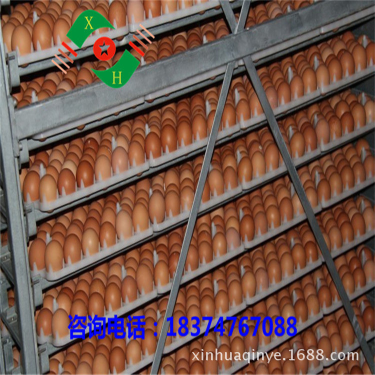 新华禽畜厂家直销优质海兰褐蛋鸡苗常年孵化出壳苗母苗包打马利克示例图10