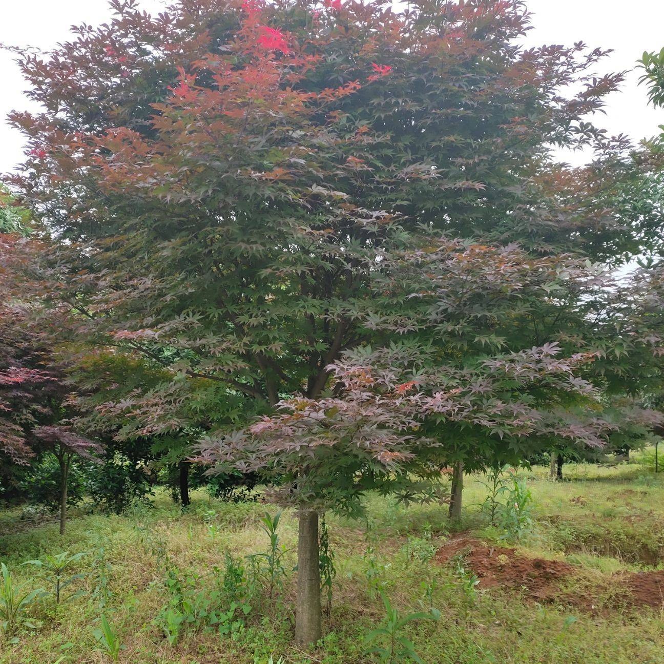 江苏苗圃大量出售三季红 红枫5公分6公分8公分10公分