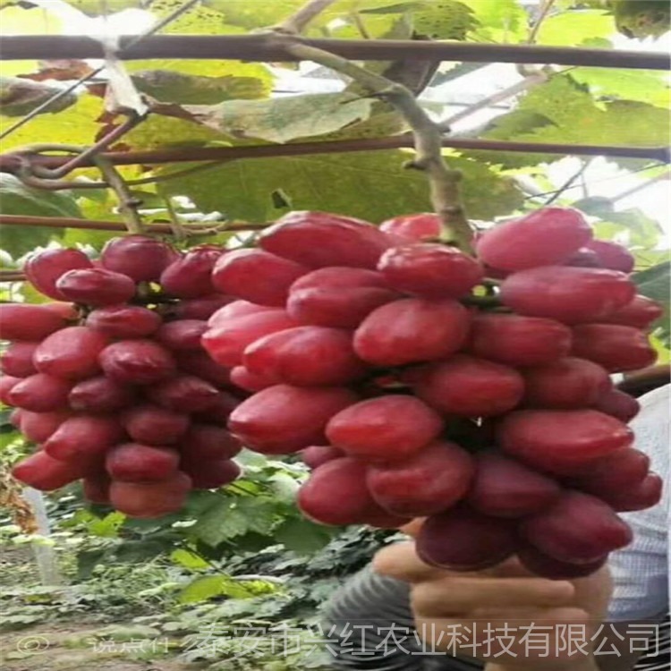 兴红农业基地出售易成活巨峰葡萄苗 低价供应优质晚红葡萄树苗图片