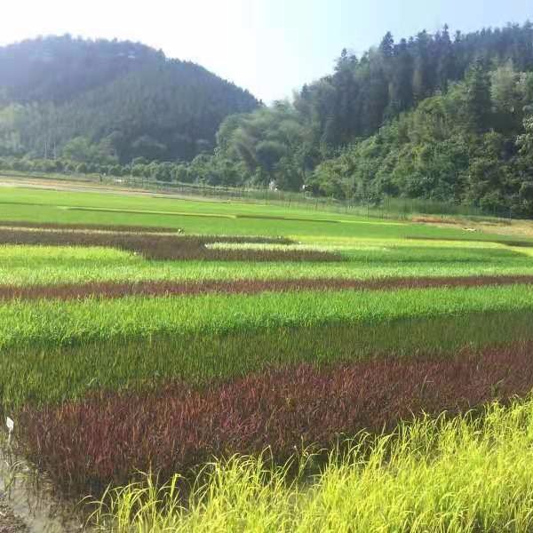 博伦彩色水稻种子 紫色水稻种子批发 黑色水稻种子价格 多彩水稻种子图片
