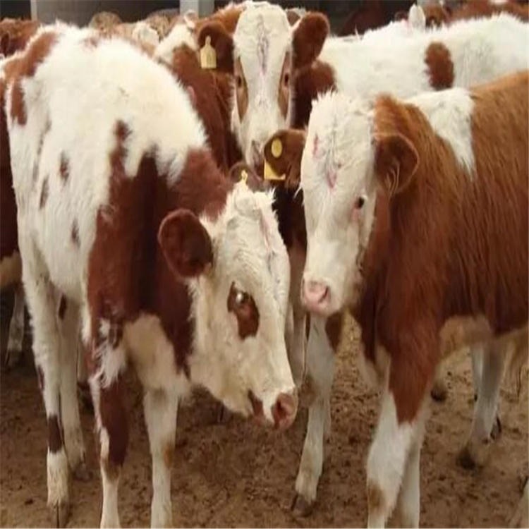 贵州西门塔尔牛养殖场 西门塔尔肉牛养殖 通凯 贵州肉牛价格