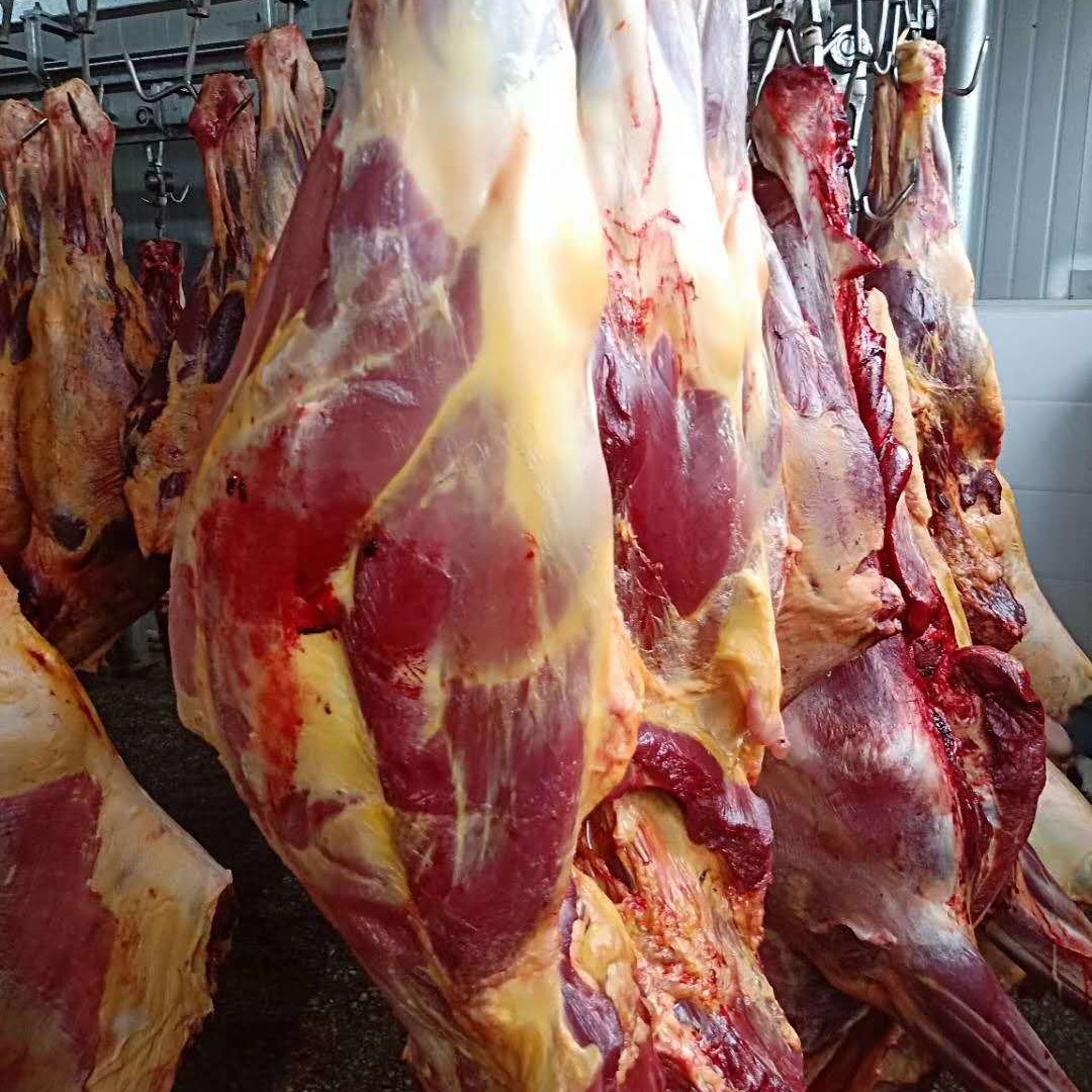 厂家进口新鲜马肉 直销正宗蒙古前腿肉  现杀大量批发特级有机马肉
