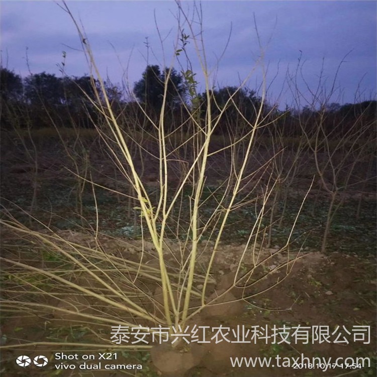 突尼斯软籽石榴苗提供种植指导 适合南北方种植软籽石榴苗图片