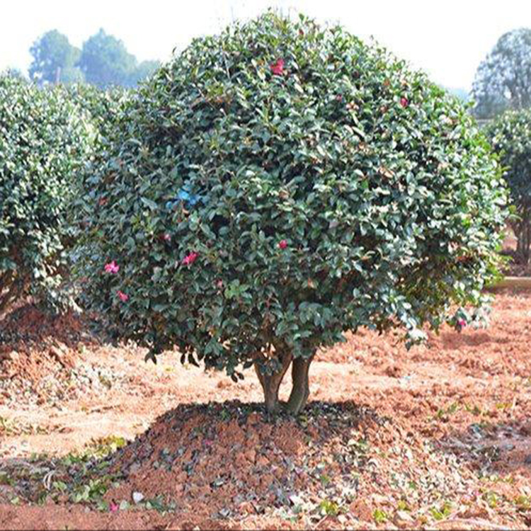 茶花球 规格齐全 山茶基地 批发各种规格精品茶花树 红成苗木