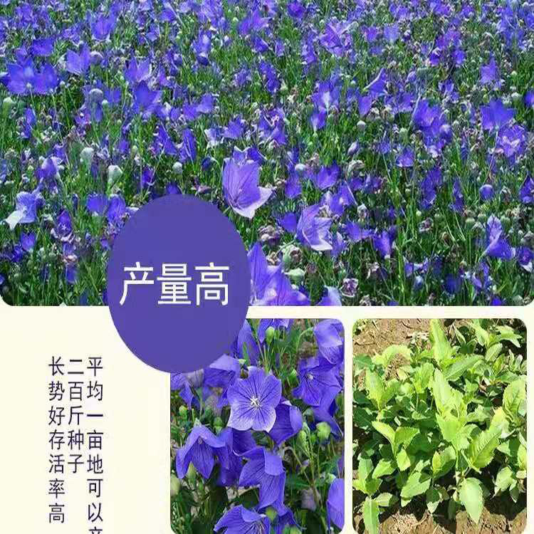 紫花改良桔梗种子  洋桔梗种子 种子 桔梗种子  同创药材