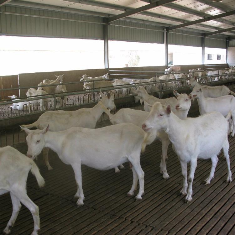 供应改良白山羊 现代 散养白山羊羊羔 白山羊羊苗批发 欢迎订购