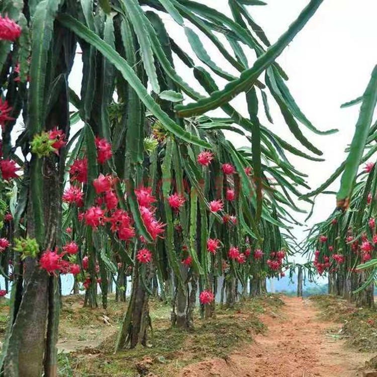 泰安苗木基地出售白心火龙果树苗 红心火龙果树苗 提供种植技术图片