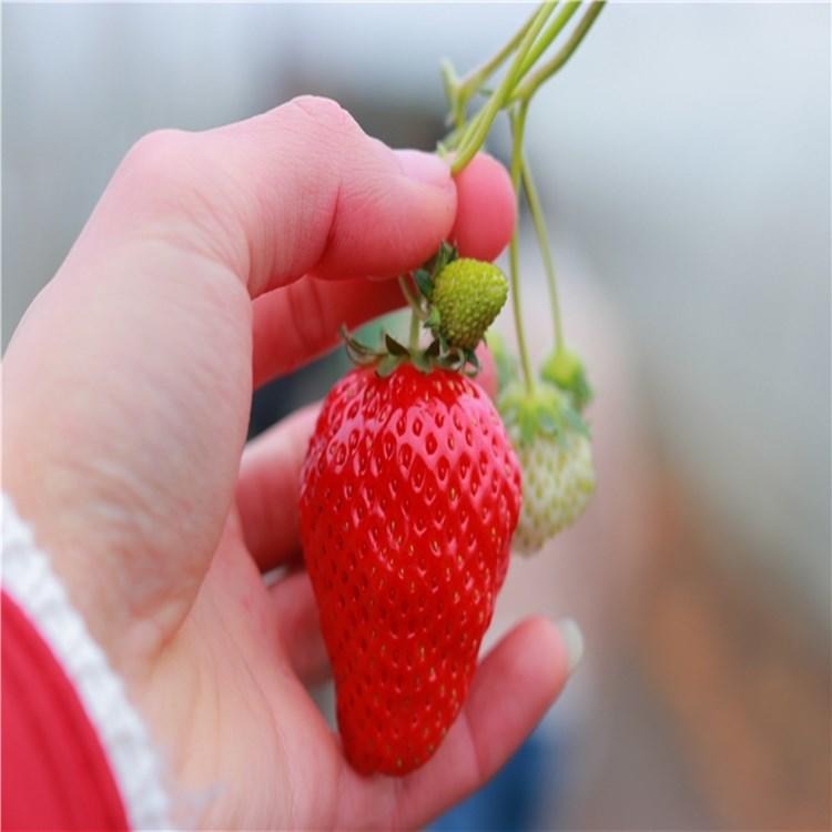 四季草莓苗   牛奶草莓    草莓种子   四季果奶油草莓图片