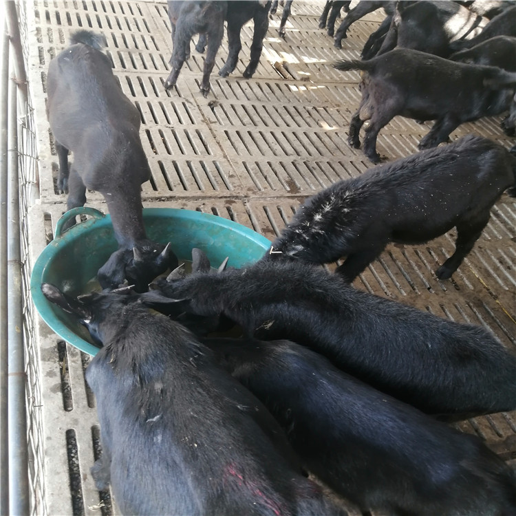 买黑山羊苗 圈养100只羊一年的利润 多种肉羊苗价格 乡村牧业 厂家供应