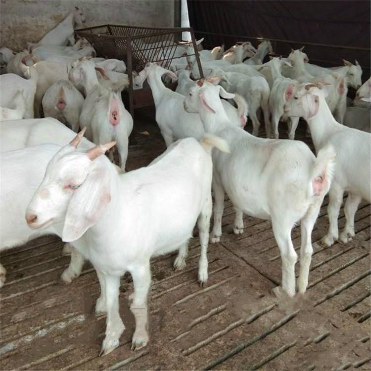 美国长势快白山羊 现代 散养白山羊羊羔 大量出售白山羊价格低 常年供应