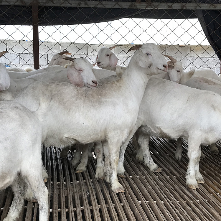 供应改良白山羊 现代 白山羊羊羔批发售卖 白山羊的养殖技术 自产自销