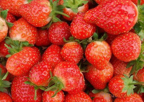 陕西新天域生物 草莓粉 草莓浓缩汁粉 现货供应中