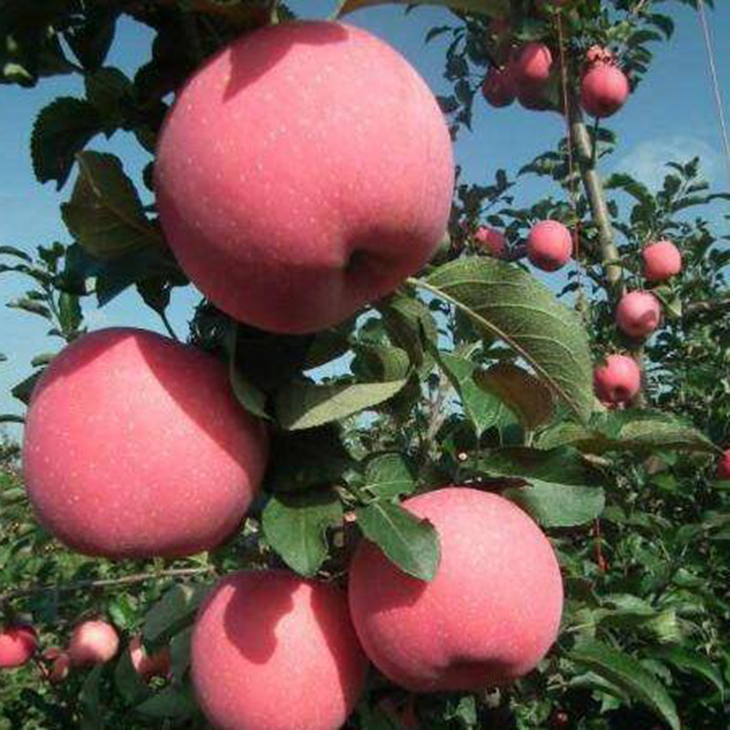 现货供应苹果树 鲁丽红肉苹果树易嫁接易管理量大从优 苹果树价格示例图9