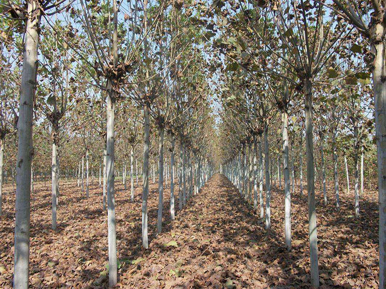 【基地直销】法国梧桐树批发绿化工程树木6公分10公分规格全示例图5