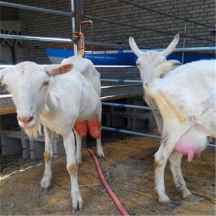 4个月左右奶山羊价格 通凯 高产奶山羊养殖技术 河北养羊基地