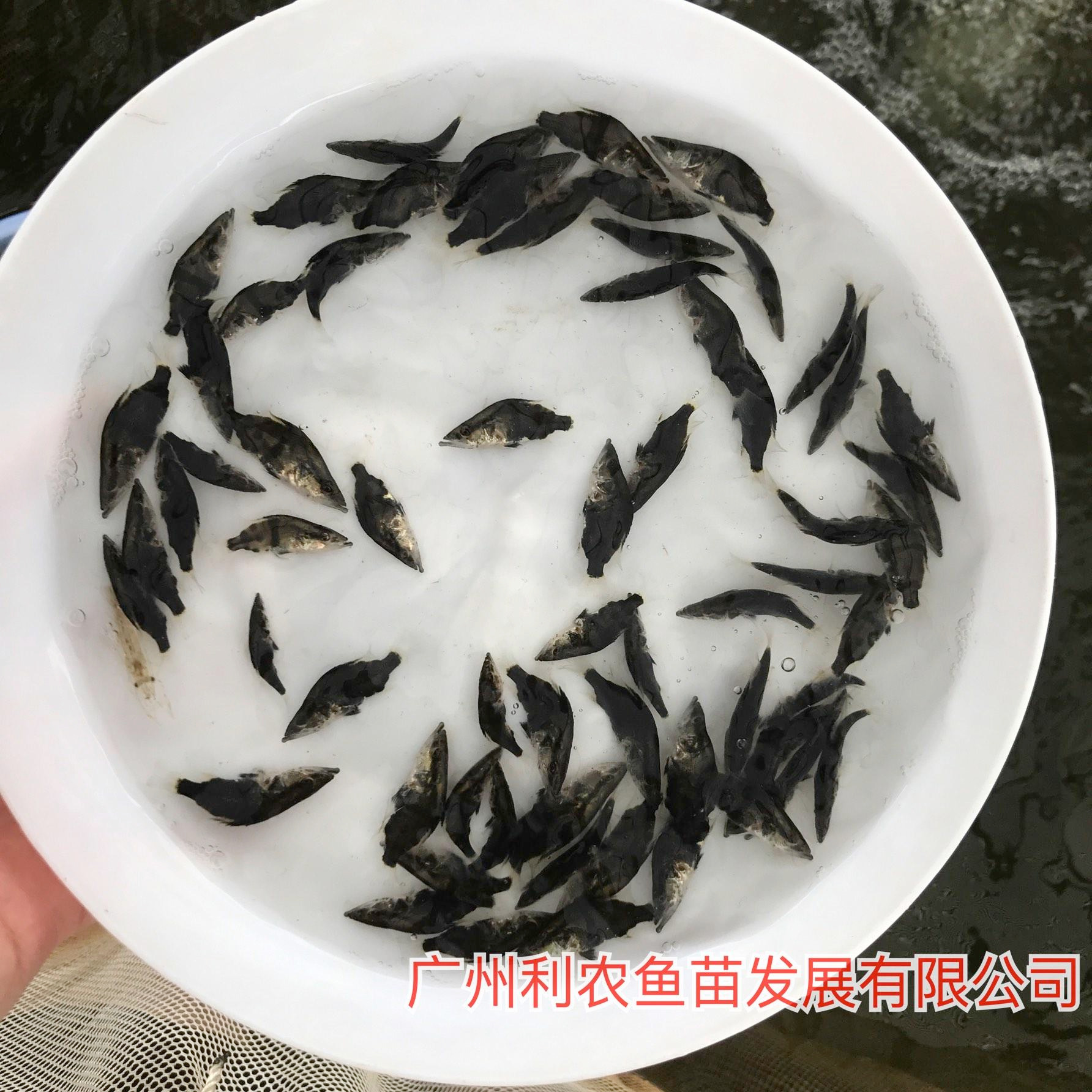 养殖支持 广东中山桂花鱼苗出售 4-5cm快大品种优选鳜鱼苗