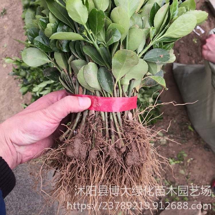 15公分大叶黄杨扦插小苗价格优惠 基地批发供应 根系发达