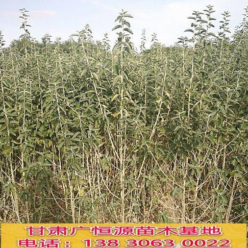 新疆沙枣树苗基地 各种规格优质沙枣种苗