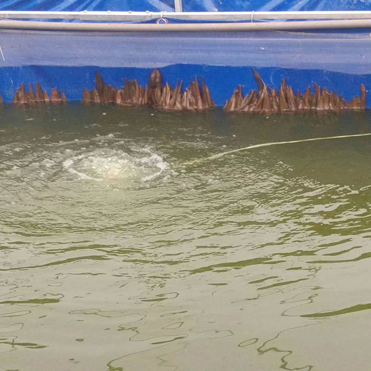 龙虾篷布水池 蚂蟥养殖水箱 鱼池布  驰蓬