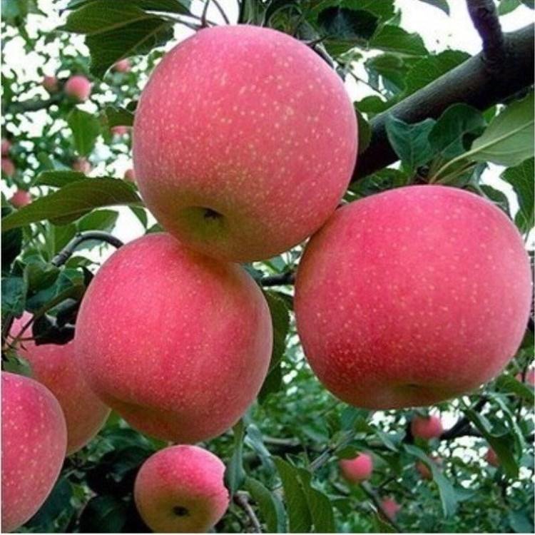 直销黄苹果苗 金冠苹果苗 嫁接果树苗 肉质细密 优质金冠苹果苗