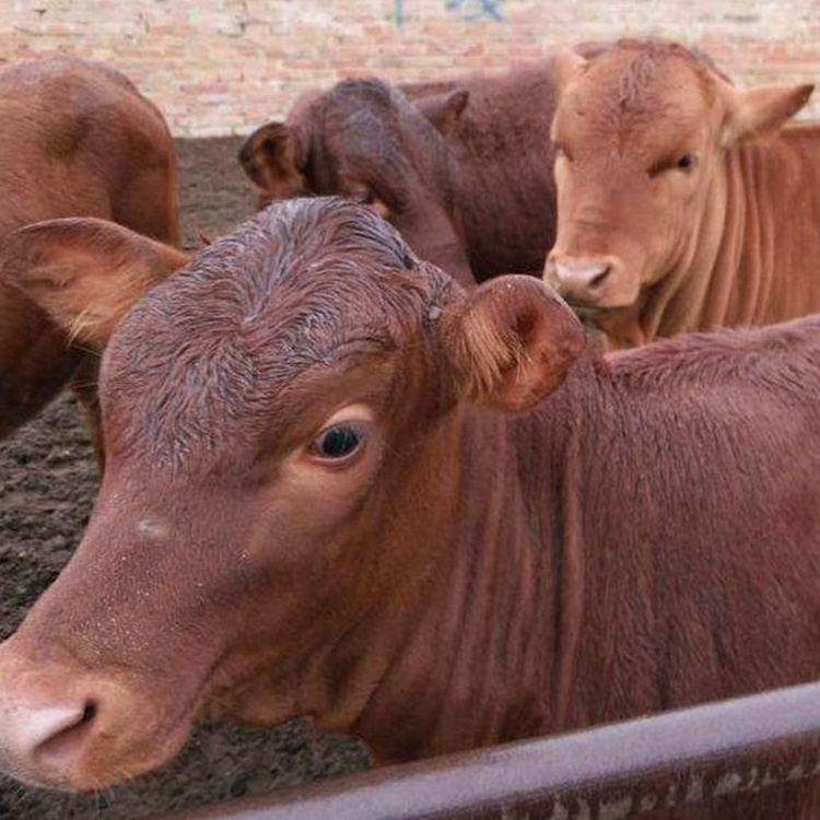 厂家出售改良牛犊子 西门塔尔牛犊价格 牛犊子批发价格示例图6