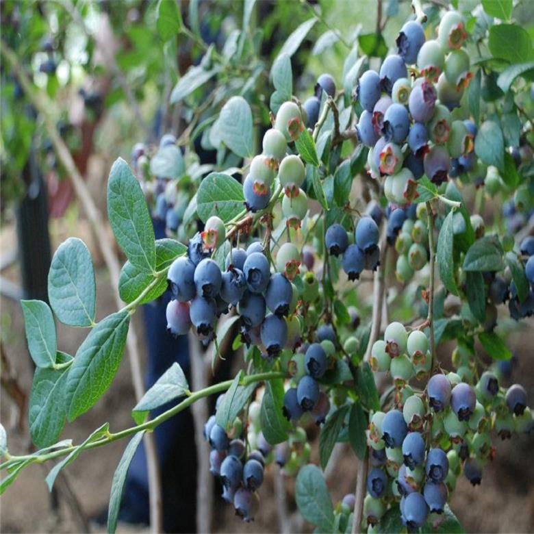 芬蒂蓝莓苗 蓝莓苗优质基地3年蓝莓苗 亿通园艺场 供应商新报价  