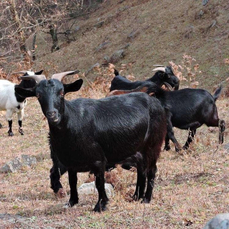 山东的小山羊价格-白色的小山羊批发-青色的小山羊-黑色的山羊价格-龙翔牧业图片