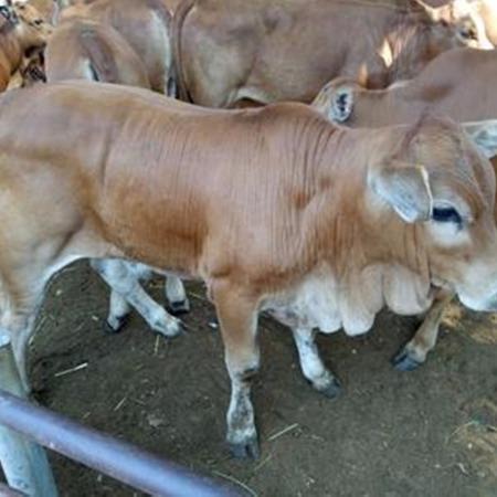龙翔肉牛养殖场 小牛苗价格 肉牛犊批发  鲁西黄牛小牛苗价格图片