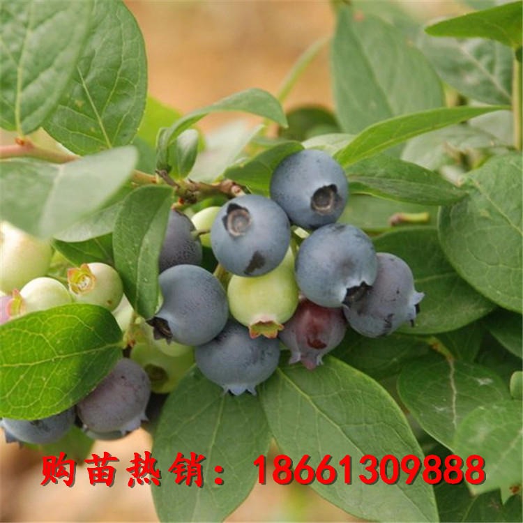 蓝莓苗种植指导 蓝丰蓝莓苗价格 蓝丰蓝莓成苗基地