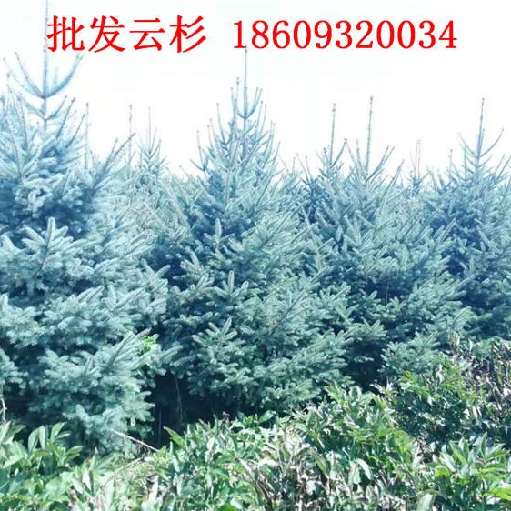 北京云杉树供应价格_云杉苗木1.5米2米2.5米批发