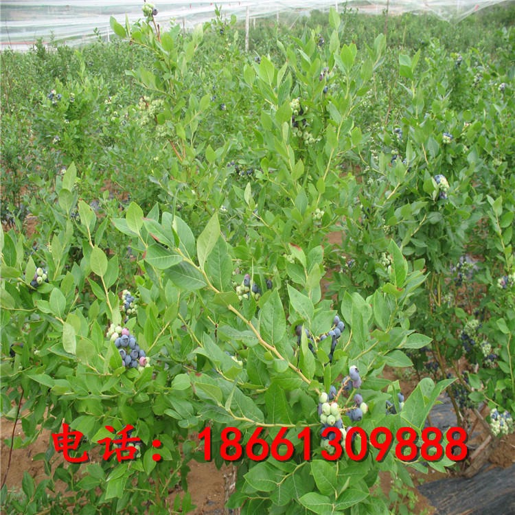 蓝莓苗栽培种植方法 基地直销2-4年薄雾蓝莓苗 蓝莓树苗品种